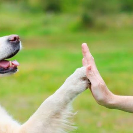 KÖPEK PSİKOLOJİSİ VE DAVRANIŞLARI